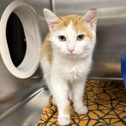 Enlarge Callie, a Adoptable Domestic Short Hair in Saint Cloud, MN image 5/6