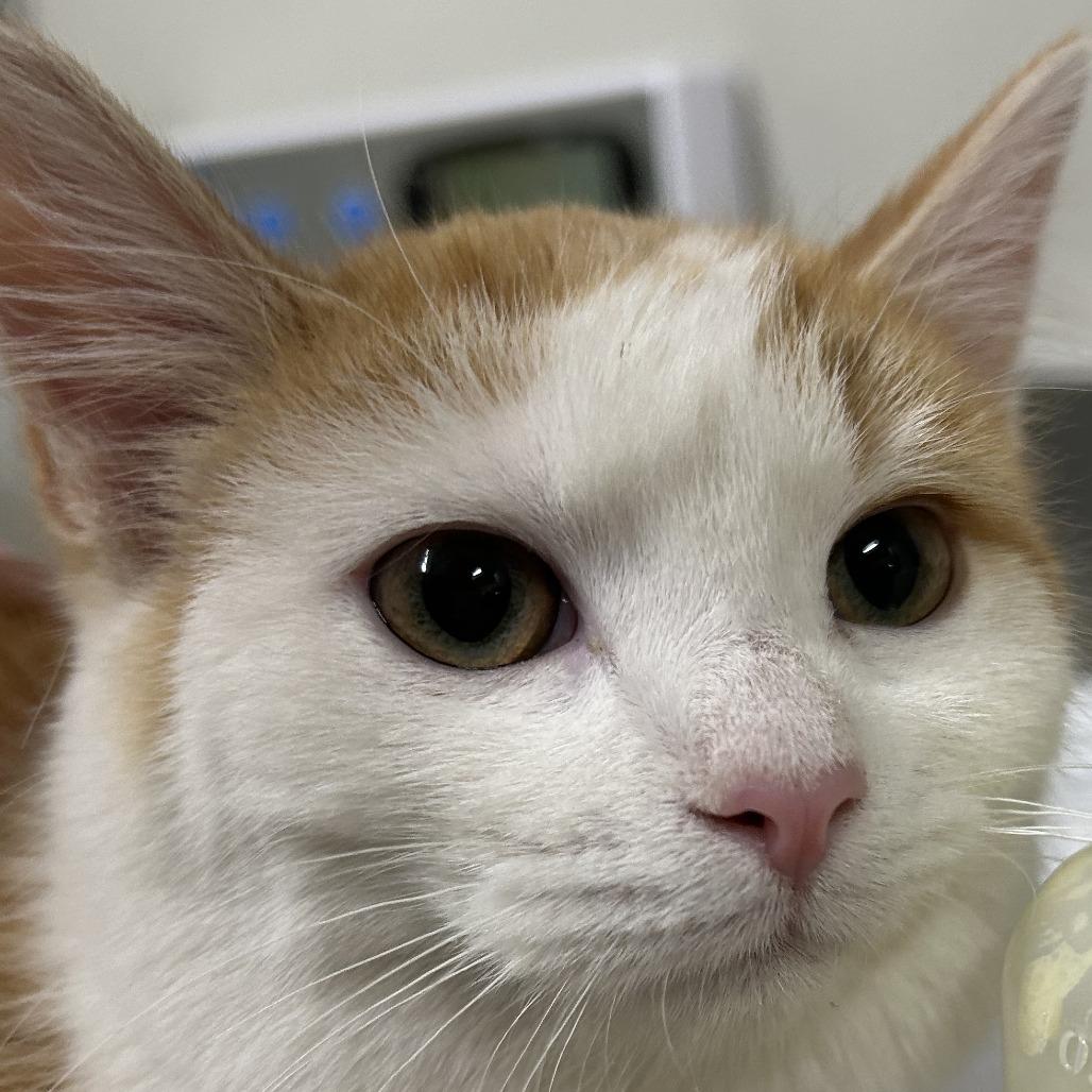 Enlarge Callie, a Adoptable Domestic Short Hair in Saint Cloud, MN image 6/6