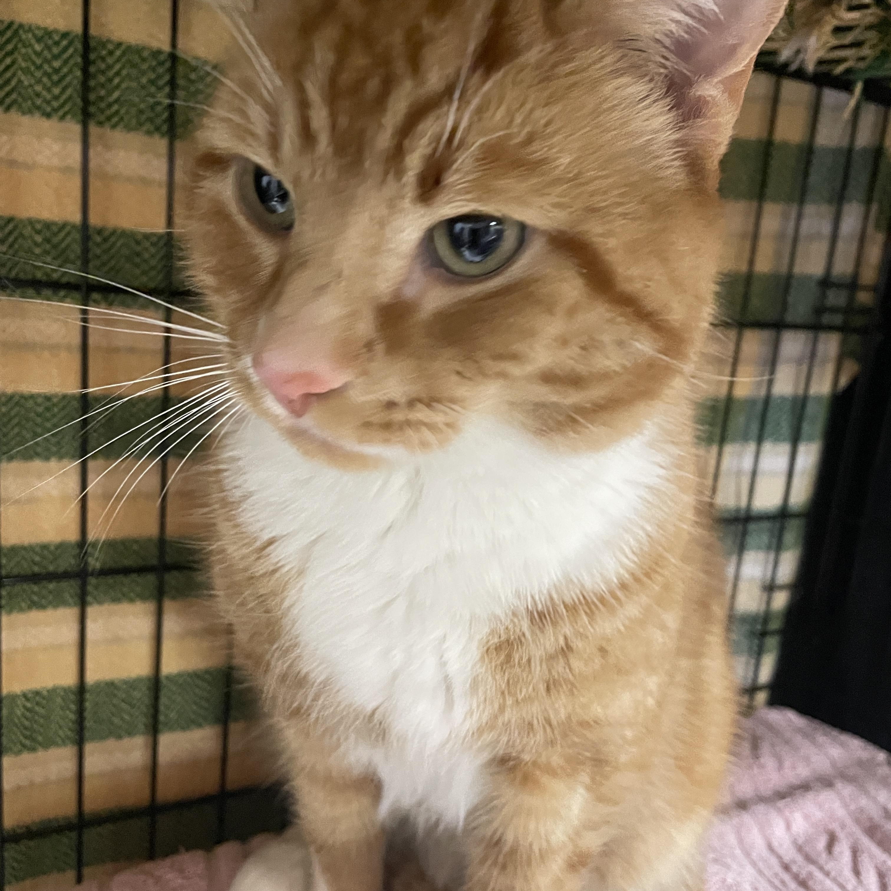 Chico, a ADOPTABLE Domestic Short Hair in Salt Spring Island, BC image 4/4