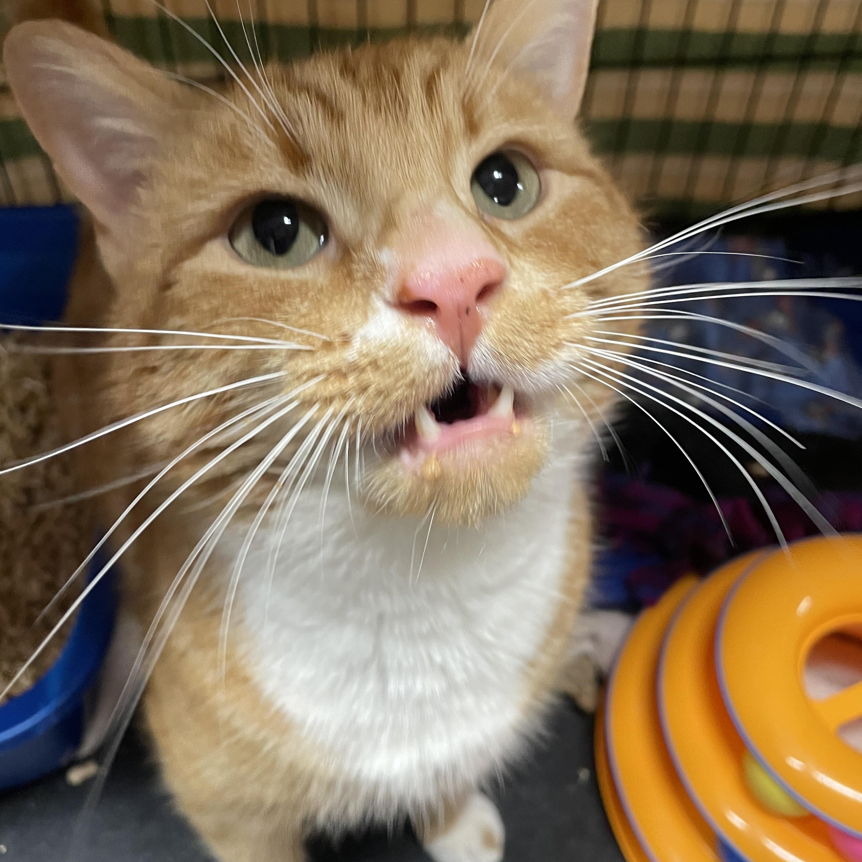 Chico, a ADOPTABLE Domestic Short Hair in Salt Spring Island, BC image 2/4