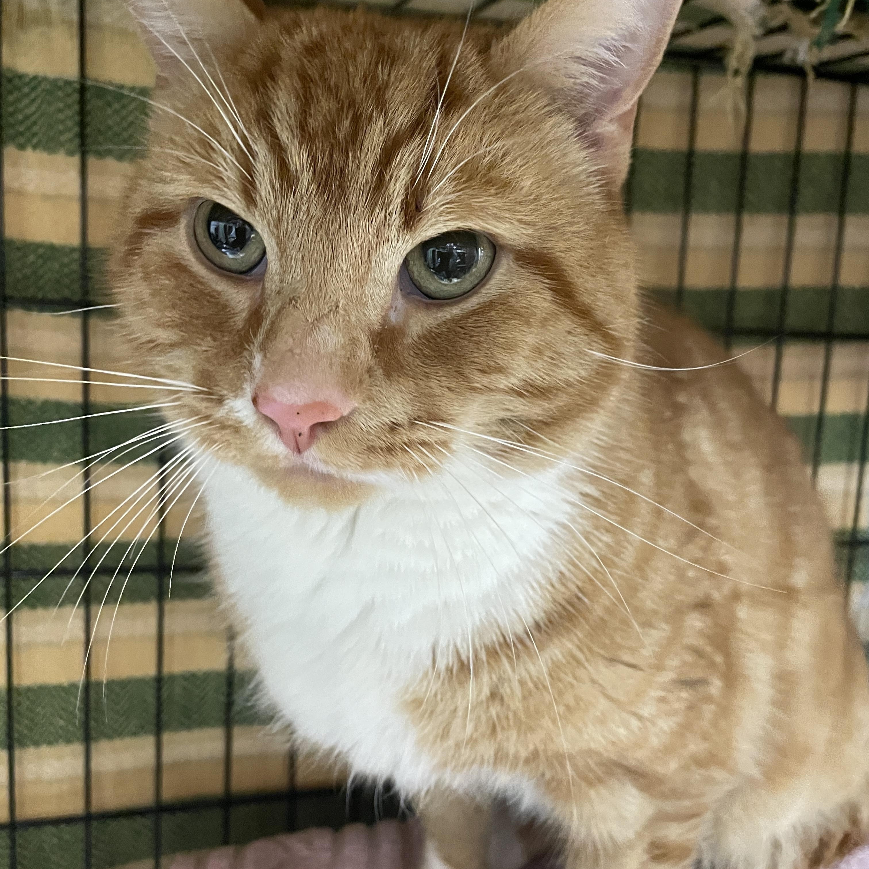 Chico, a ADOPTABLE Domestic Short Hair in Salt Spring Island, BC image 1/4