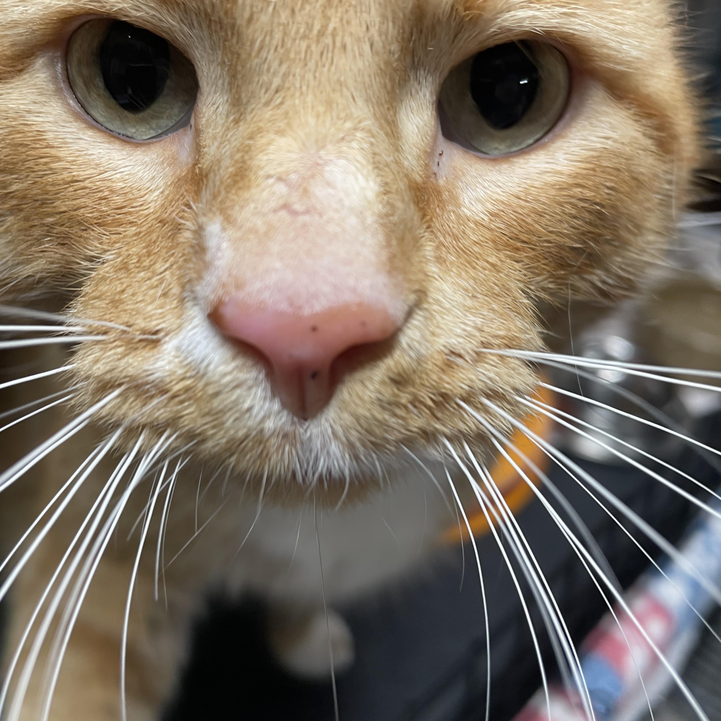 Chico — thumbnail 4