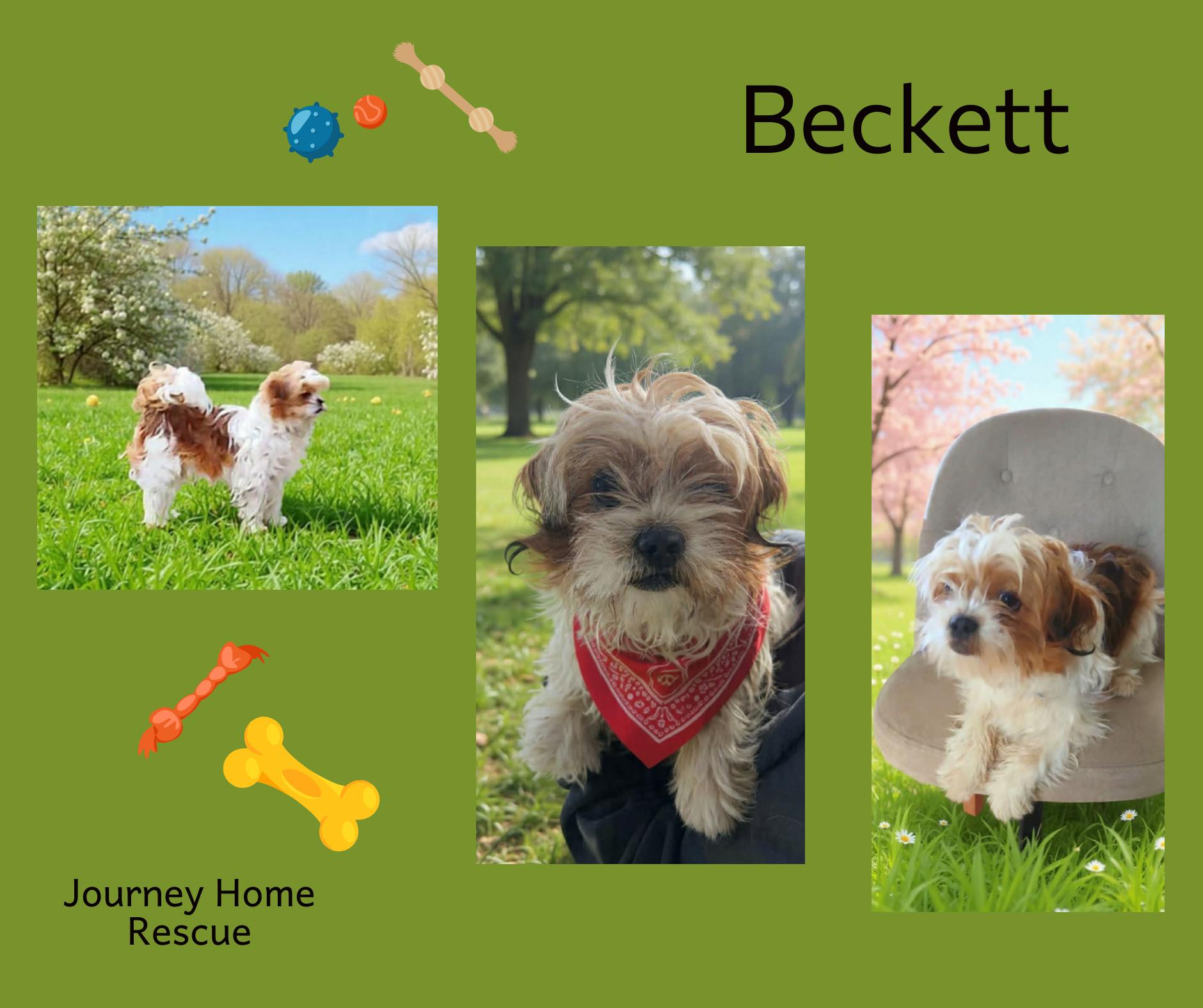Enlarge Beckett, a ADOPTABLE mixed breed in East Wenatchee, WA image 1/1