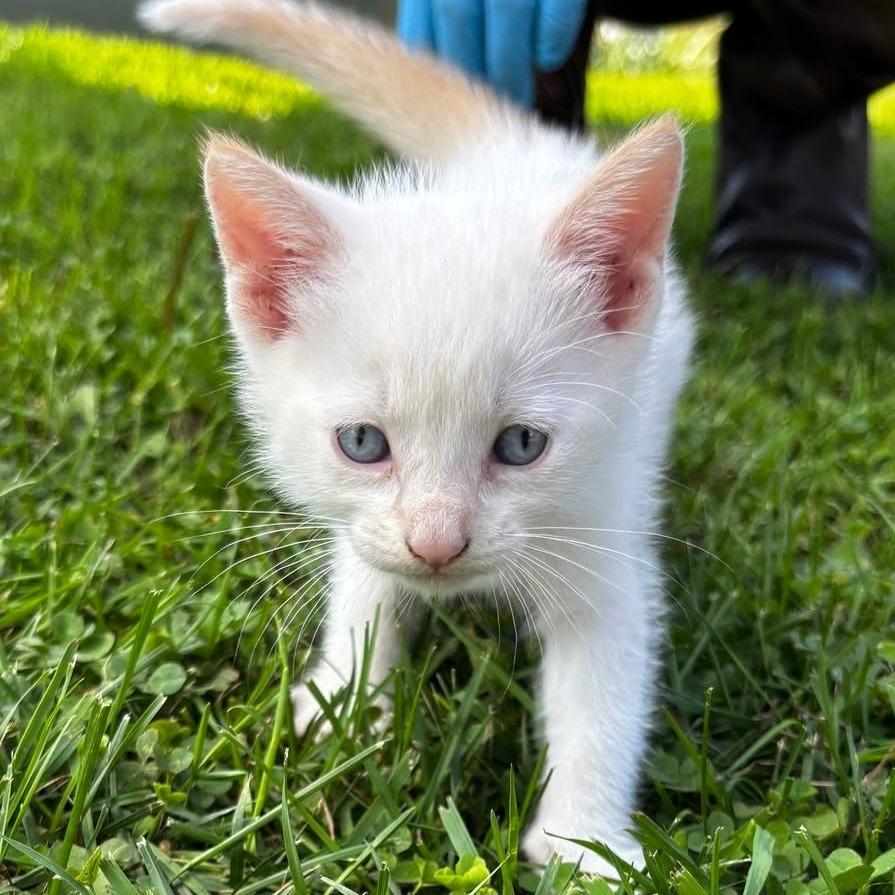 Parfait C12463, Adoptable, Kitten Female Domestic Medium Hair & Siamese.
