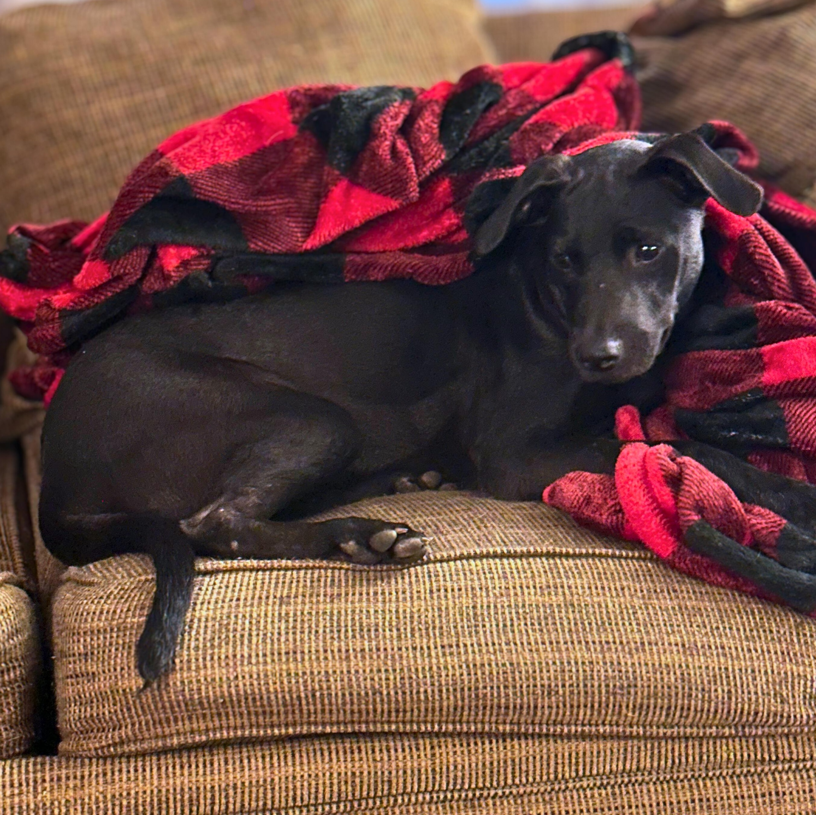 Enlarge Tiffany, a Adoptable mixed breed in Washington, DC image 5/5