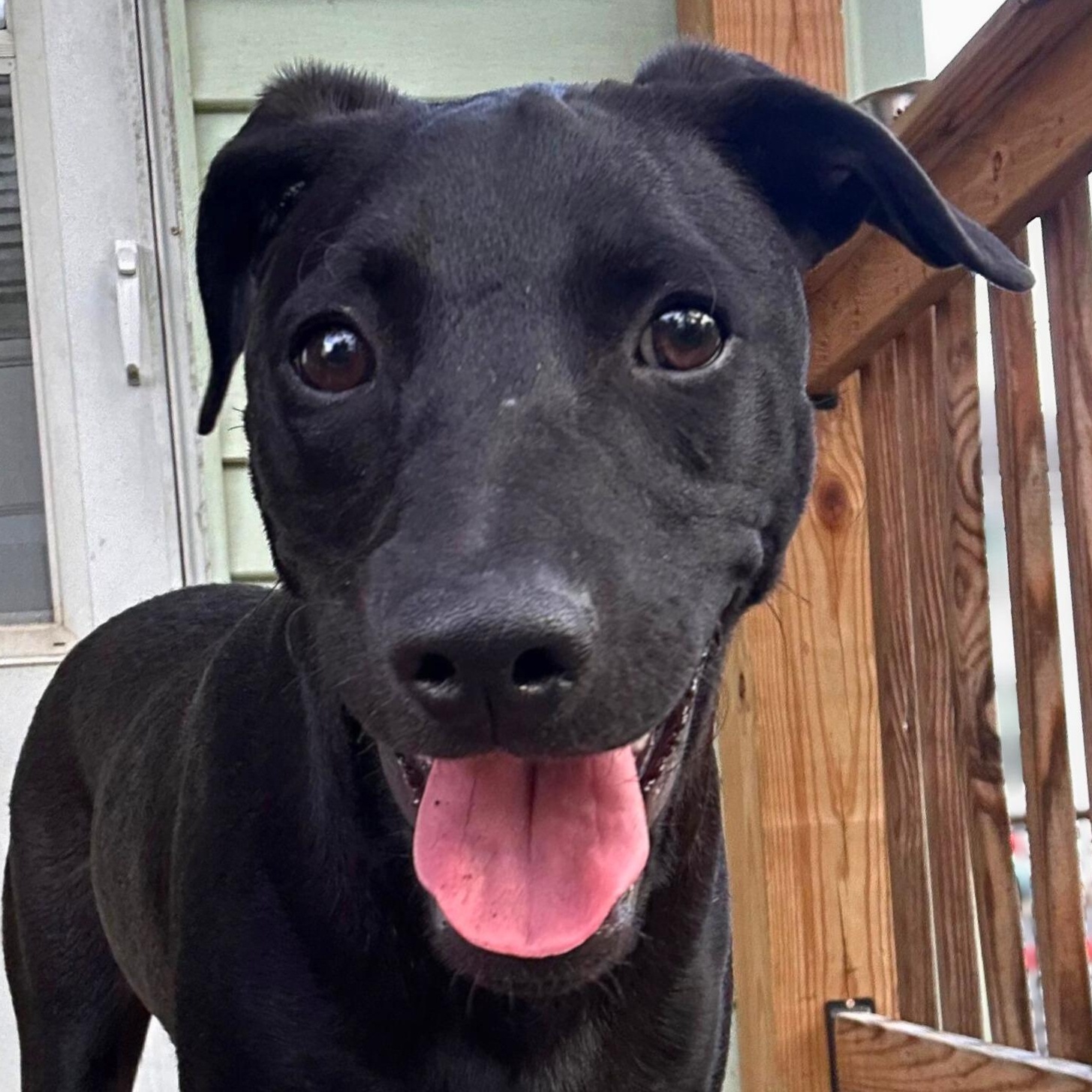 Enlarge Tiffany, a Adoptable mixed breed in Washington, DC image 1/5