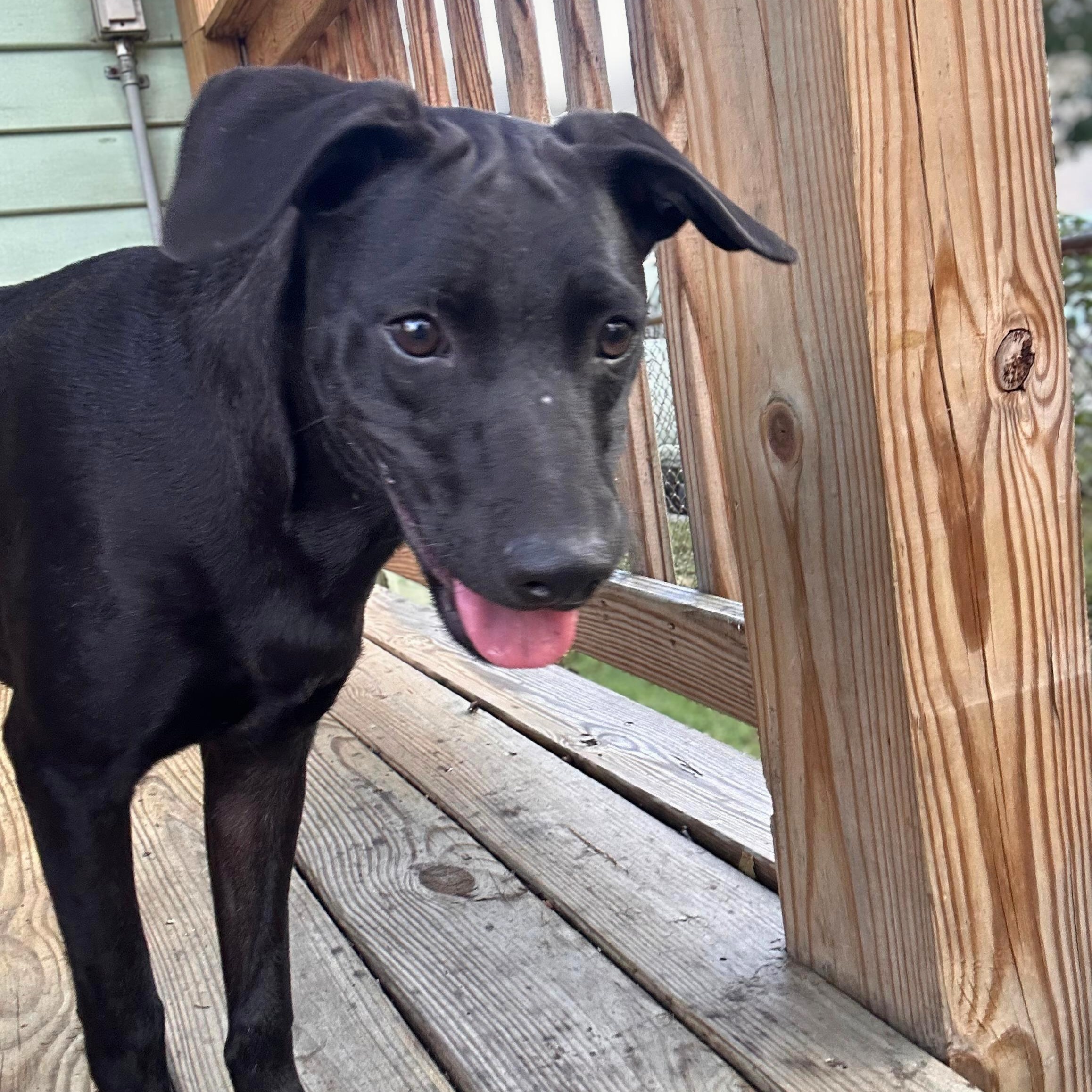 Enlarge Tiffany, a Adoptable mixed breed in Washington, DC image 3/5