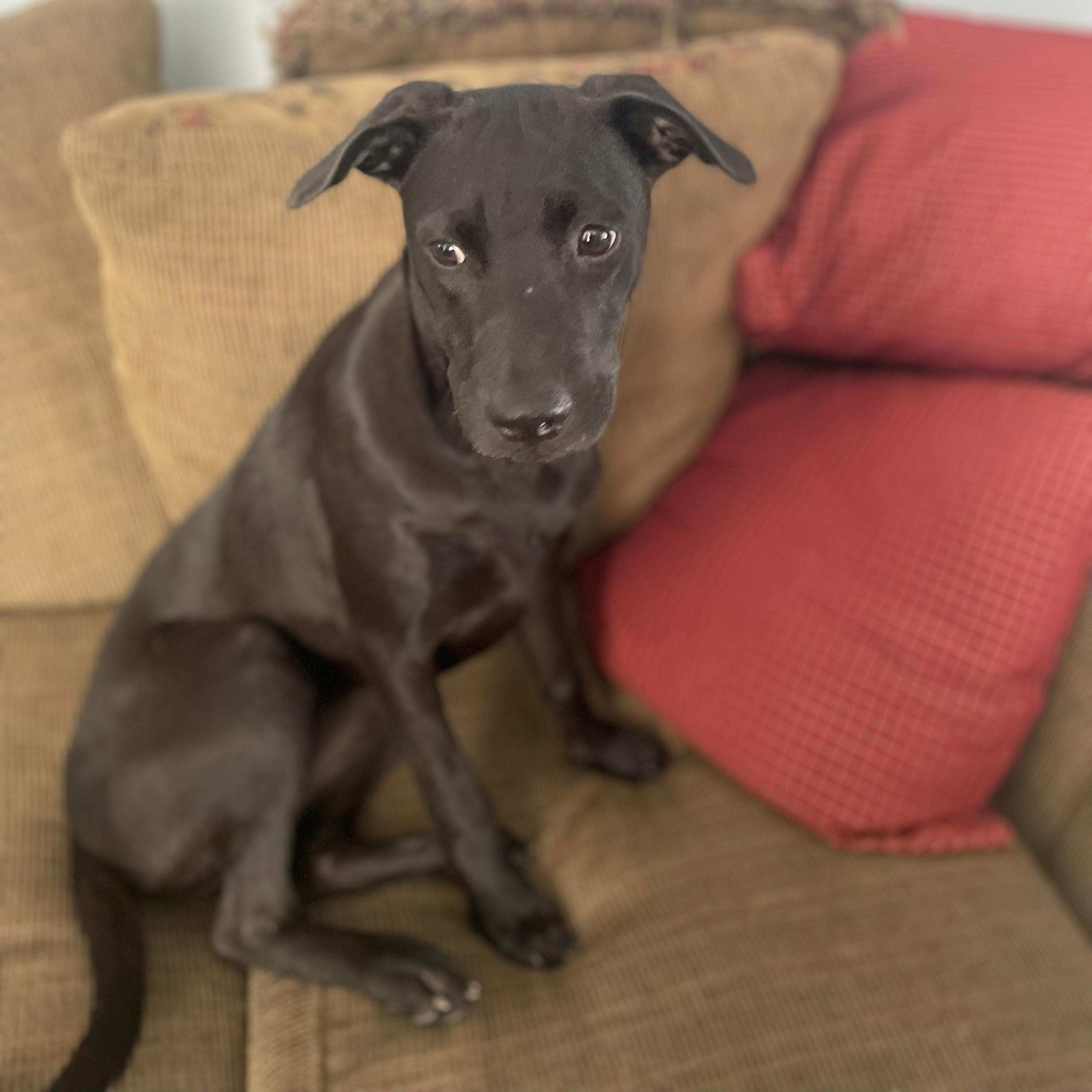 Enlarge Tiffany, a Adoptable mixed breed in Washington, DC image 4/5