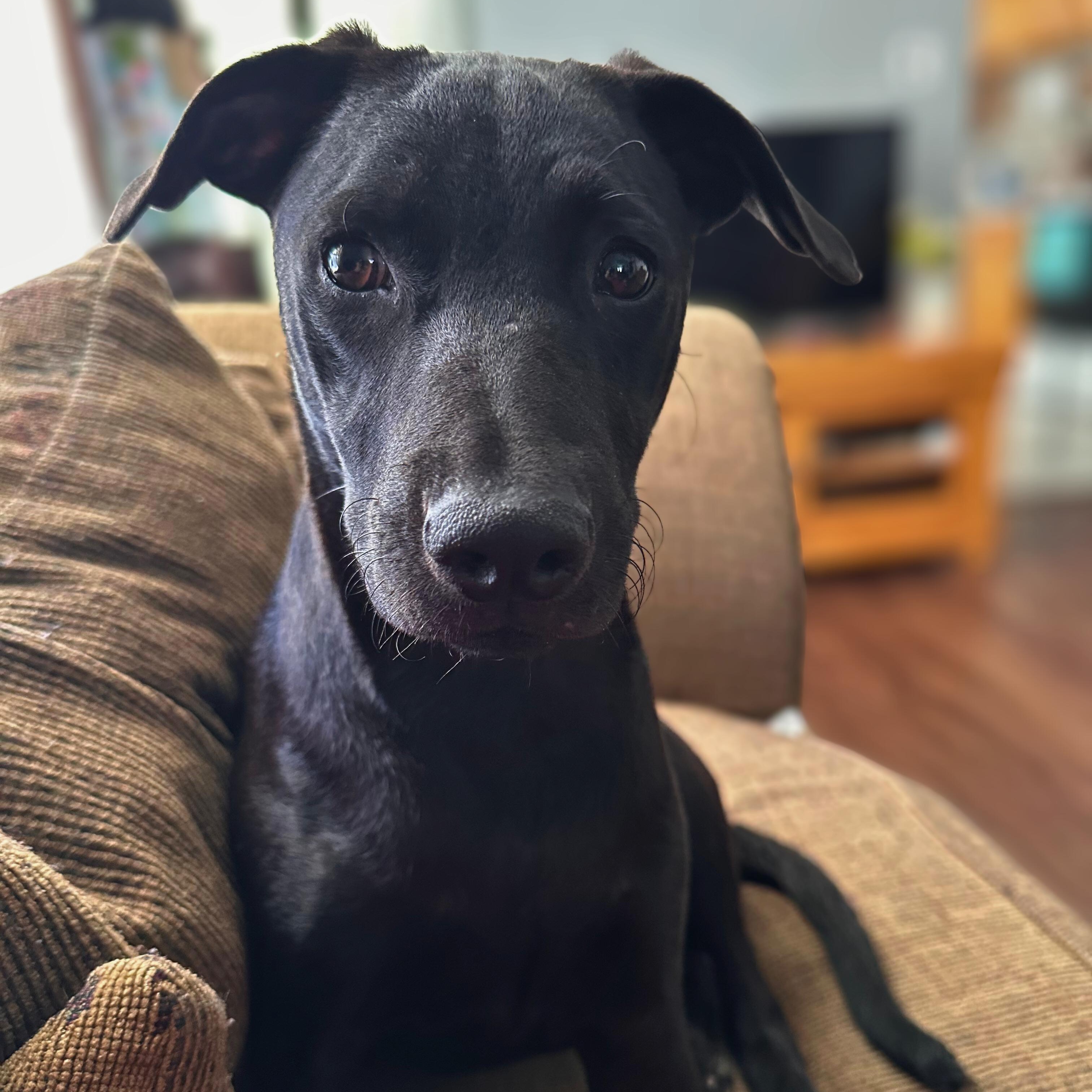 Enlarge Tiffany, a Adoptable mixed breed in Washington, DC image 2/5