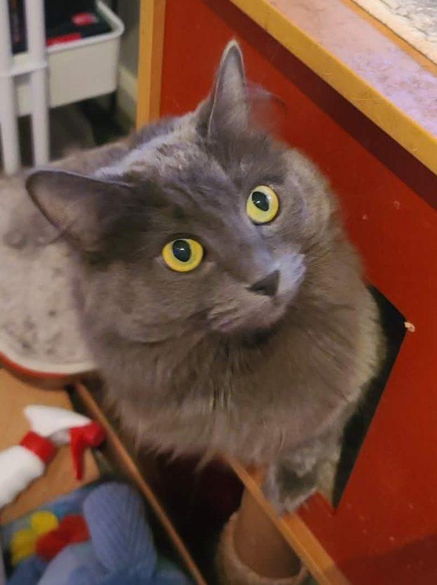 Nike, ADOPTABLE, Adult Male Domestic Short Hair.