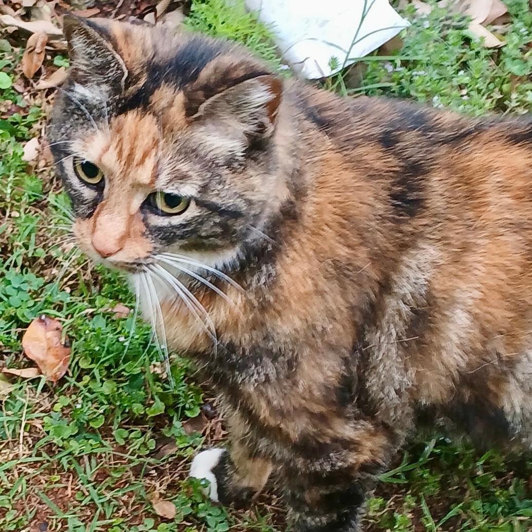 Kiera, ADOPTABLE, Young Female Tortoiseshell & Calico.