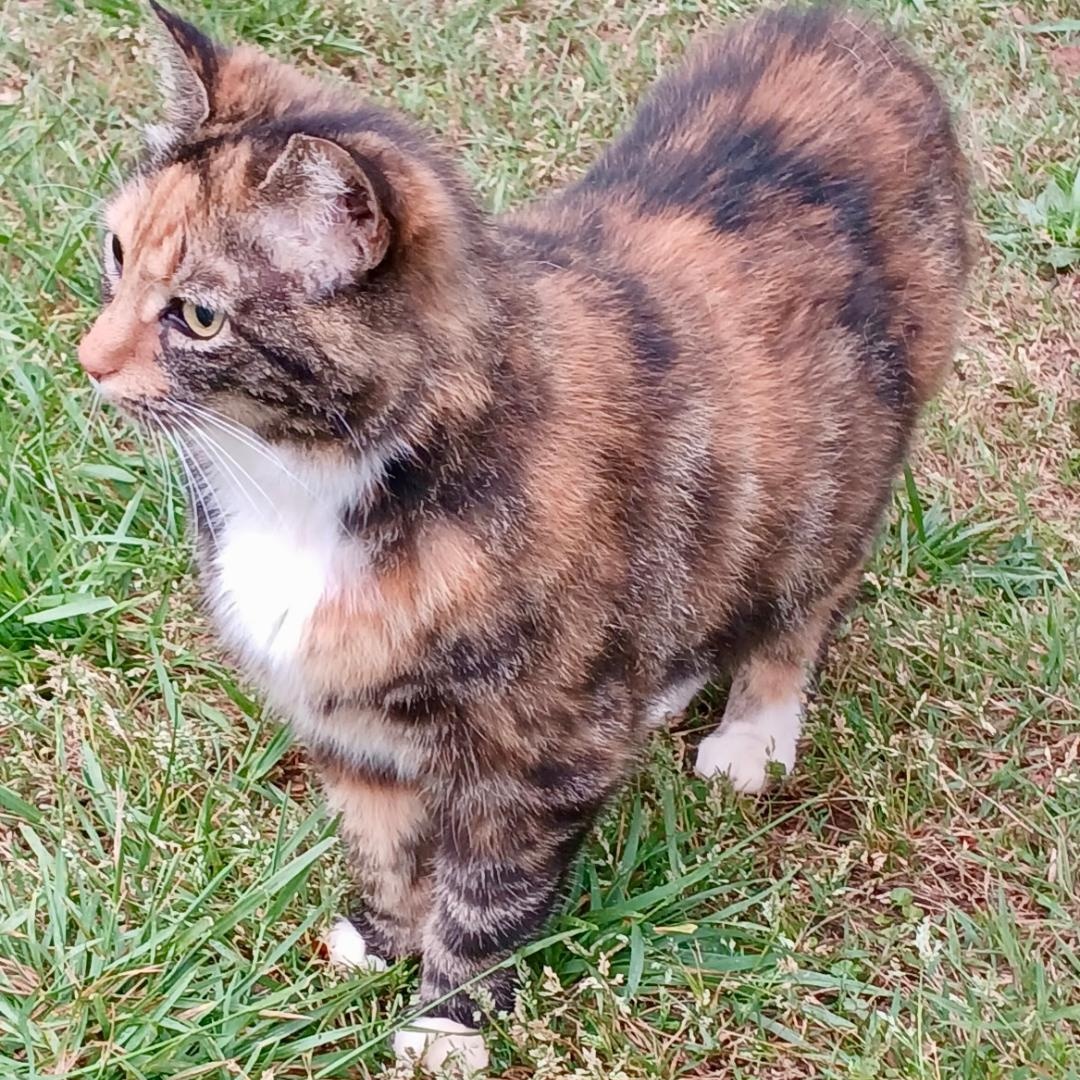 Kiera, a ADOPTABLE mixed breed in Gastonia, NC image 3/5