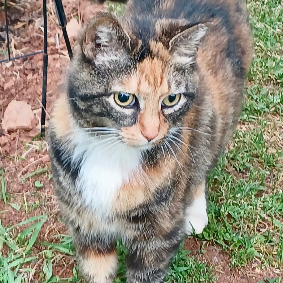 Kiera, a ADOPTABLE mixed breed in Gastonia, NC image 5/5