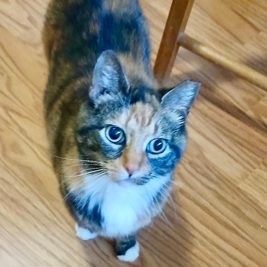 Kiera, a ADOPTABLE mixed breed in Gastonia, NC image 2/5