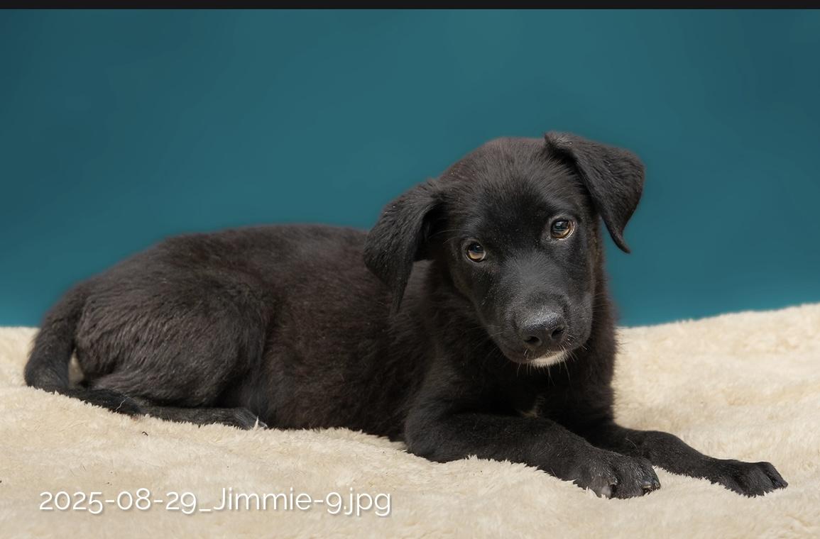 Jimmie