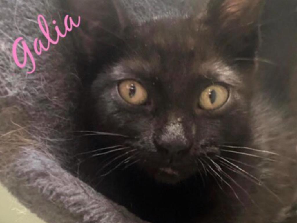 Enlarge Galia, a Adopted mixed breed in Muskegon, MI image 1/2