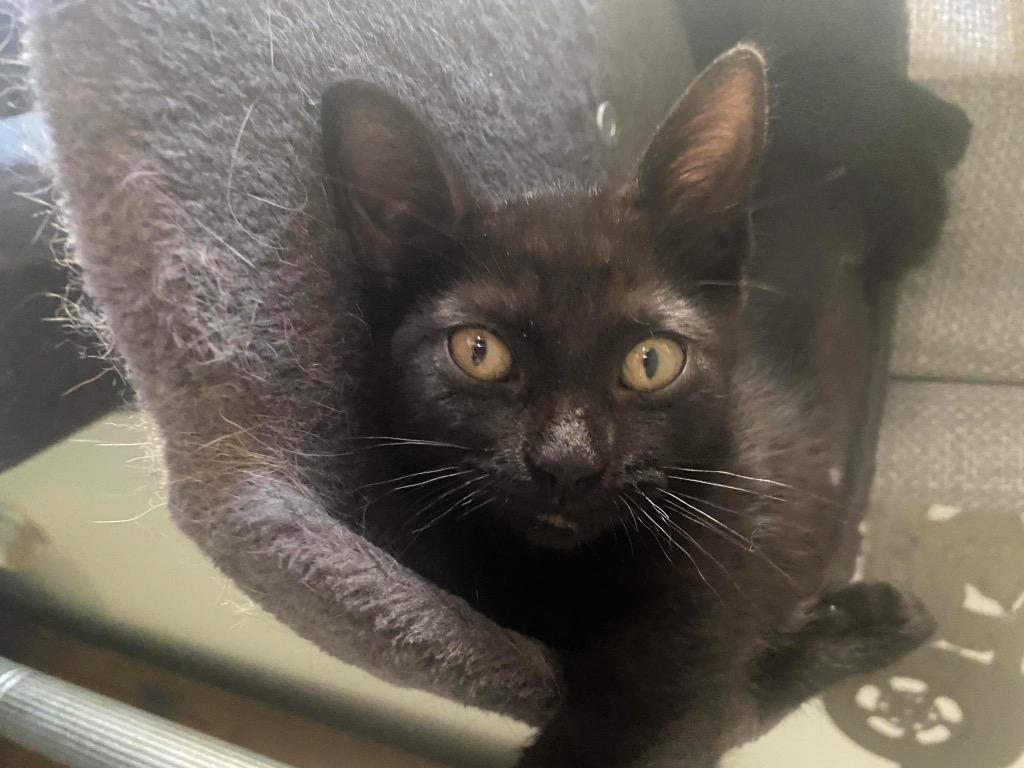 Enlarge Galia, a Adopted mixed breed in Muskegon, MI image 2/2