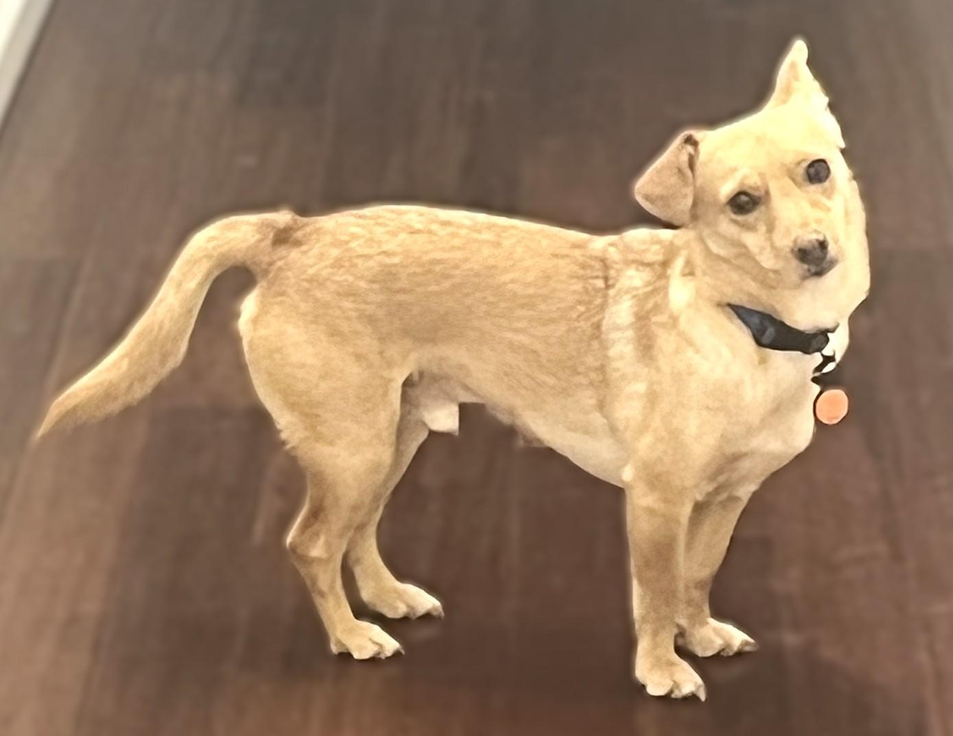 Buddy, adopted, Adult Male Chihuahua.