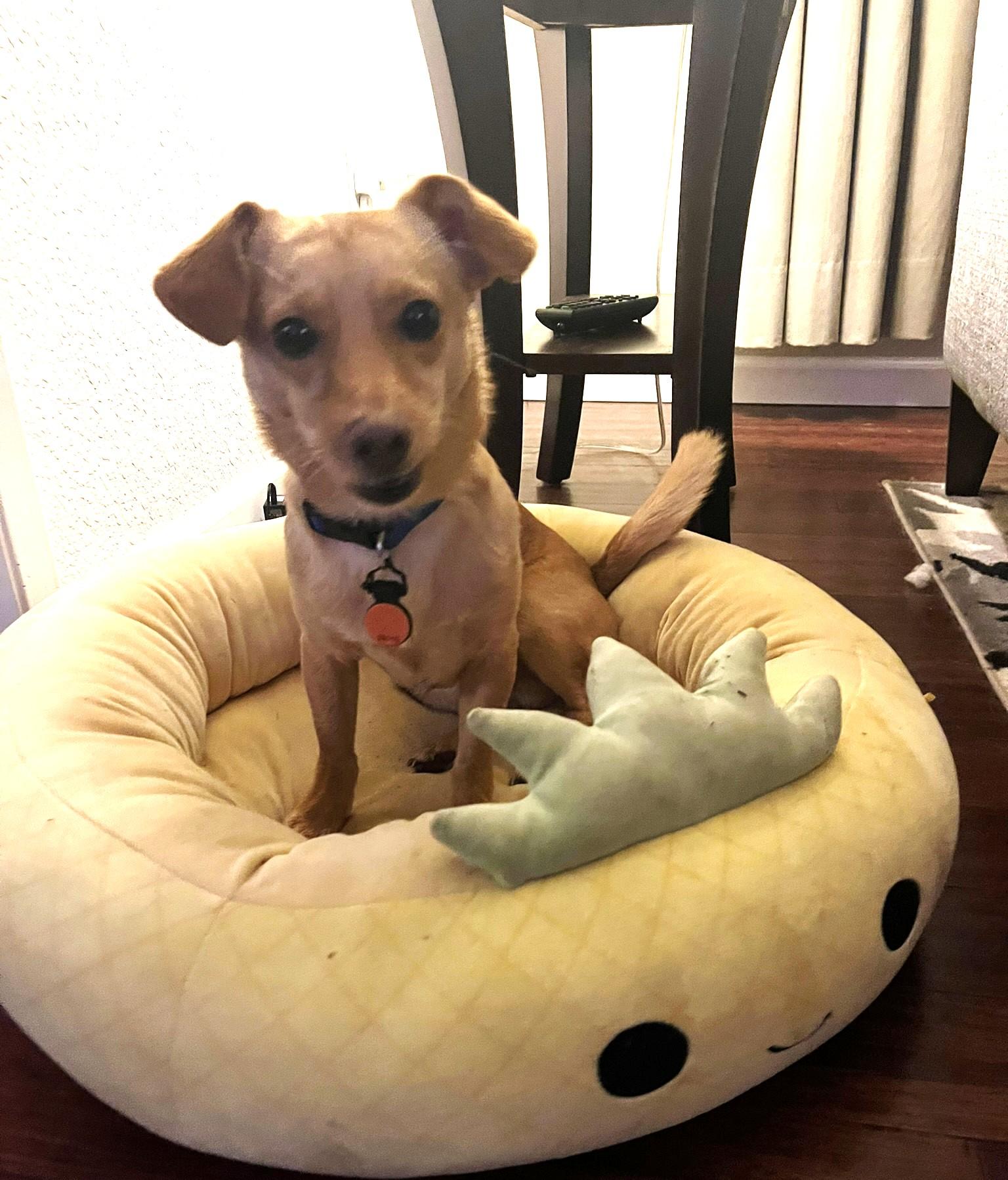 Enlarge Buddy, an adopted mixed breed in Puyallup, WA image 3/3