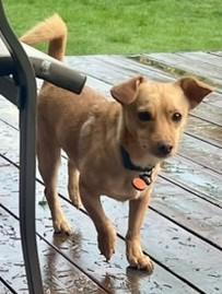 Enlarge Buddy, an adopted mixed breed in Puyallup, WA image 2/3