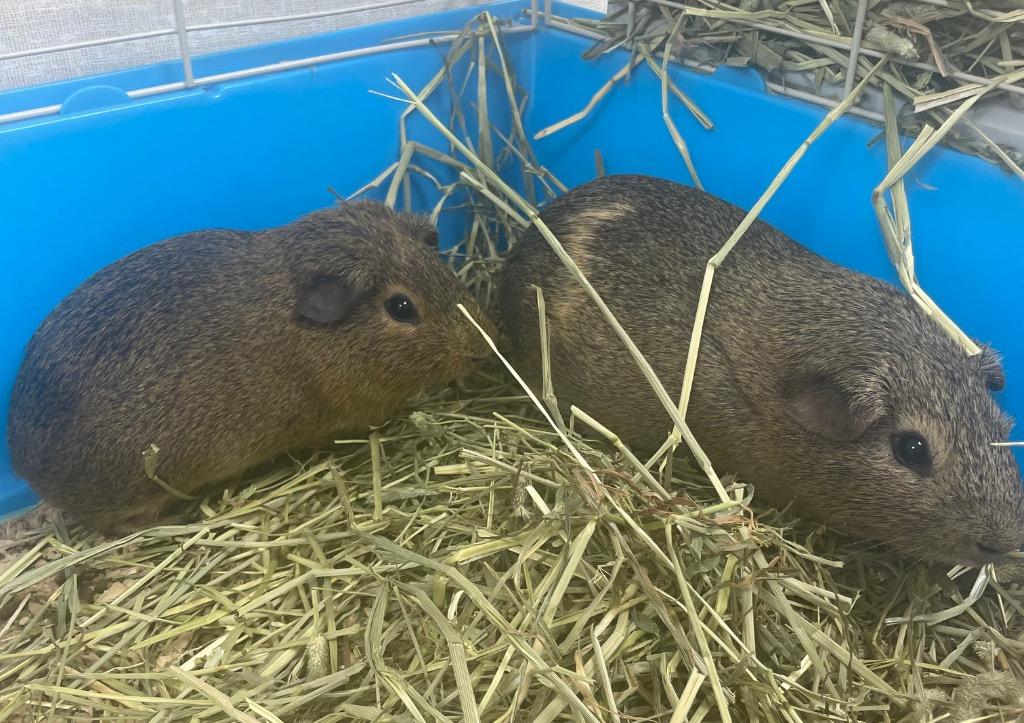 Dale-Bonded to Chip, a Adoptable Guinea Pig in Pomona, NY image 1/2