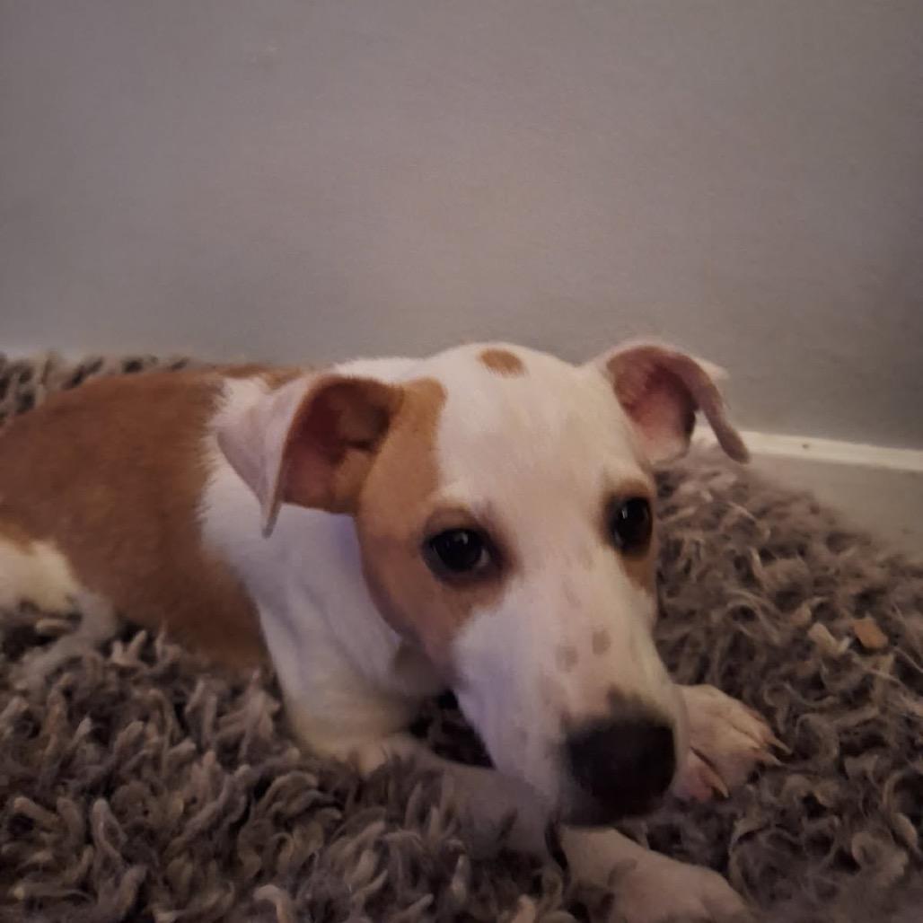 Molly, Adoptable, Puppy Female Chihuahua & Mixed Breed.
