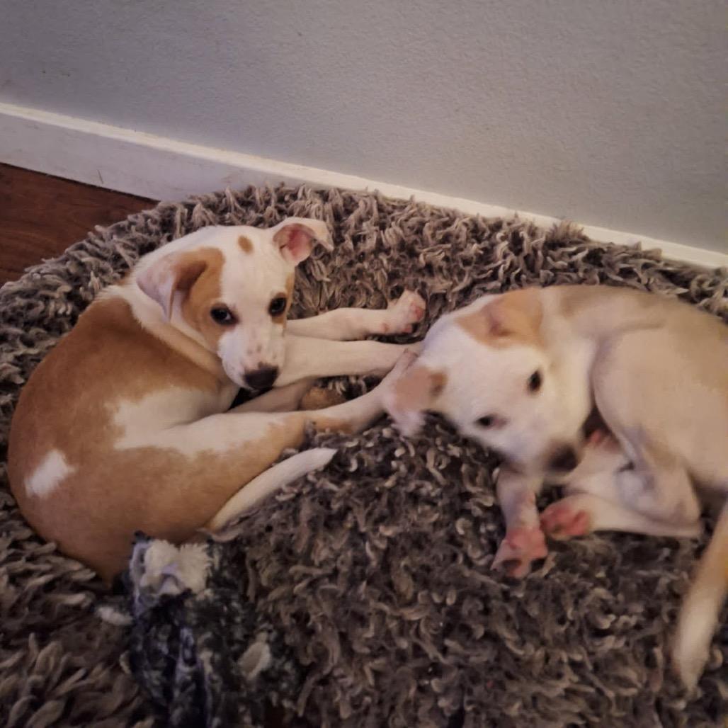 Enlarge Molly, a Adoptable mixed breed in Tacoma, WA image 2/6