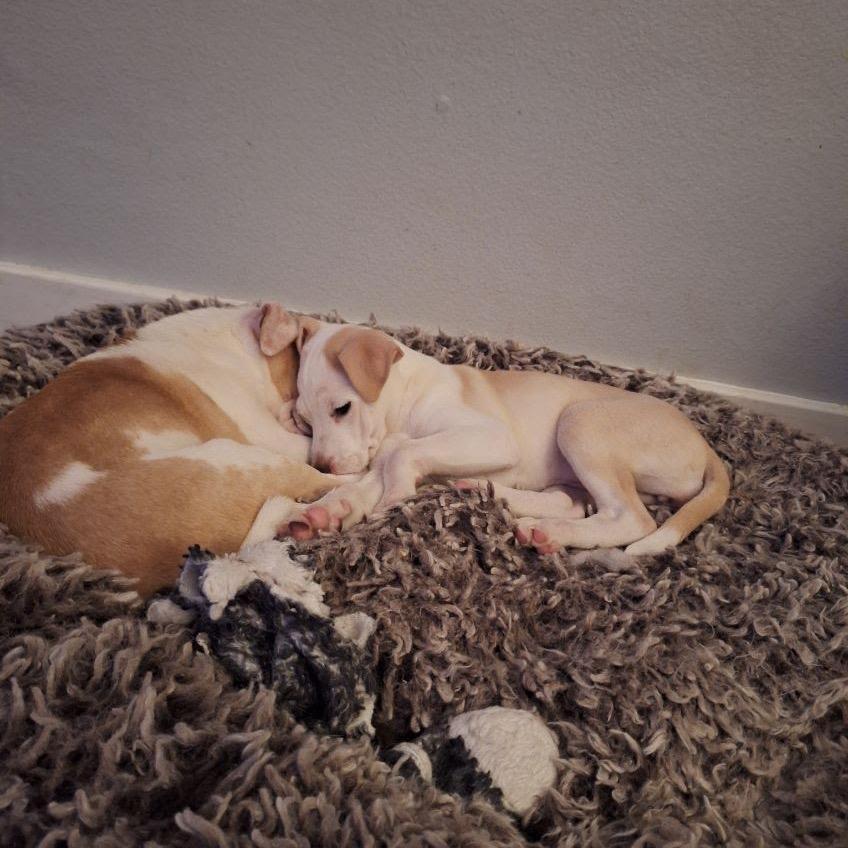 Enlarge Molly, a Adoptable mixed breed in Tacoma, WA image 3/6