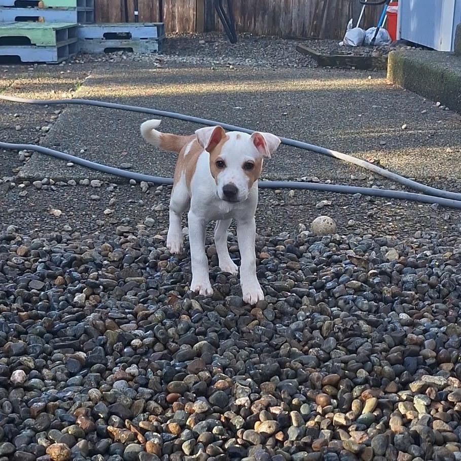 Enlarge Molly, a Adoptable mixed breed in Tacoma, WA image 4/6