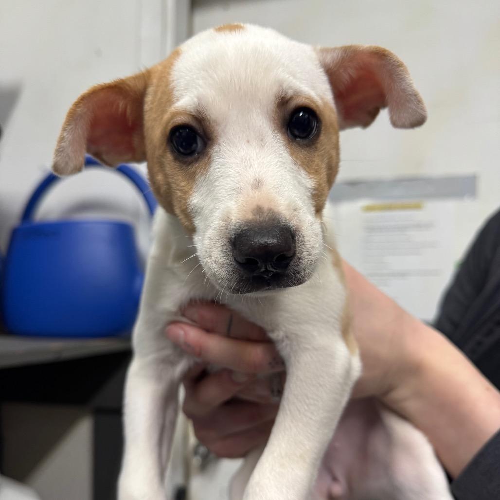 Enlarge Molly, a Adoptable mixed breed in Tacoma, WA image 5/6