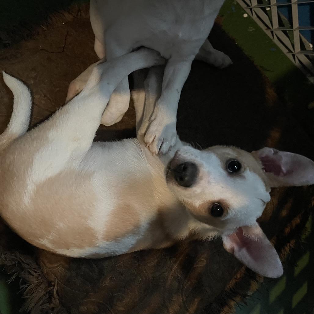 Enlarge Molly, a Adoptable mixed breed in Tacoma, WA image 6/6