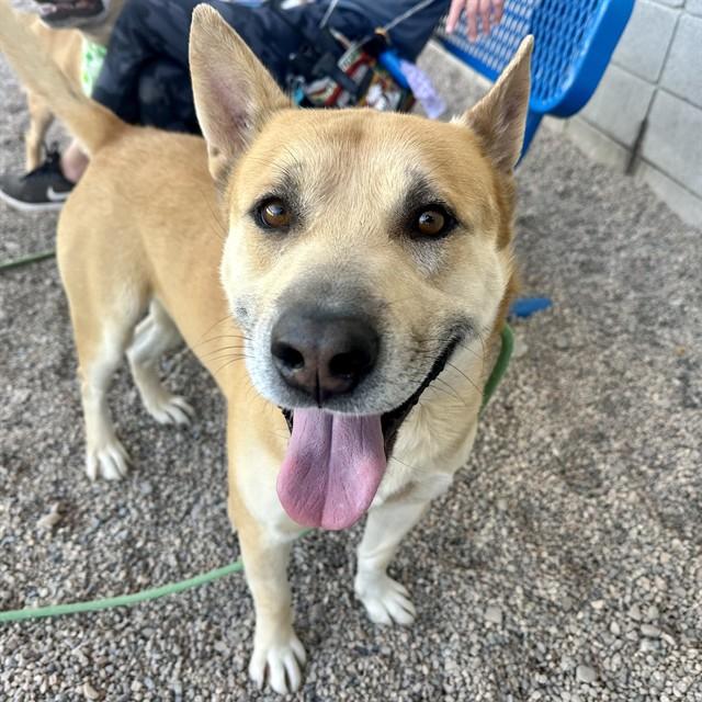ROJO, Adoptable, Adult Male Siberian Husky & Pit Bull Terrier.