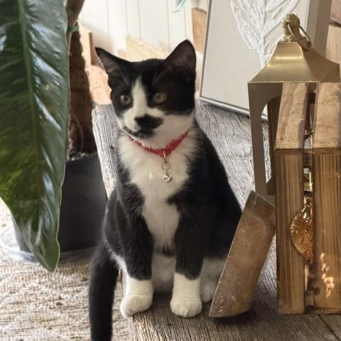 Enlarge Sweet Red, a Adoptable Domestic Short Hair in Karns City, PA image 1/3