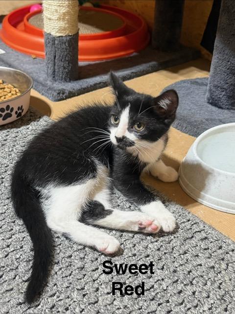 Enlarge Sweet Red, a Adoptable Domestic Short Hair in Karns City, PA image 2/3