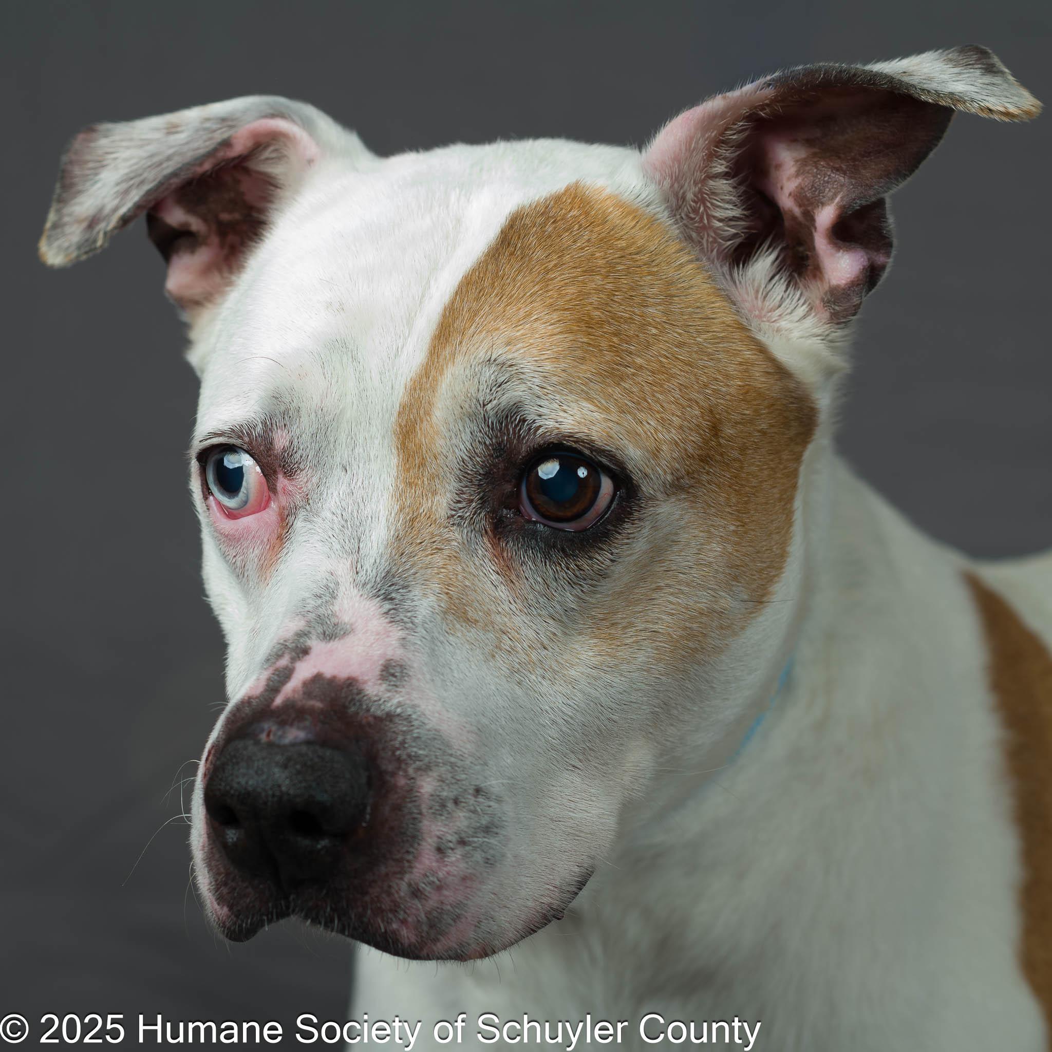 Enlarge Costello, a ADOPTABLE mixed breed in Montour Falls, NY image 2/3