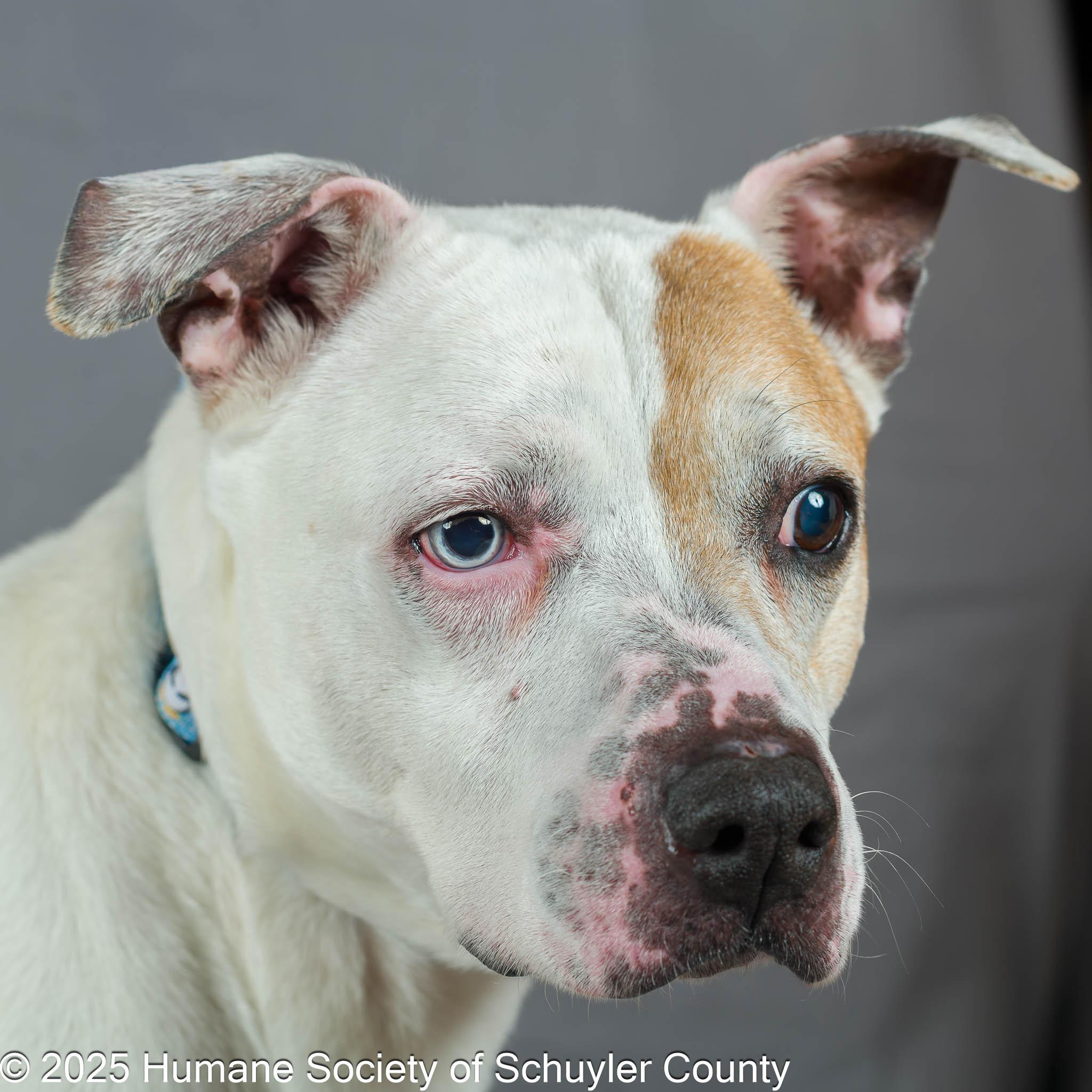 Costello, ADOPTABLE, Senior Male Pit Bull Terrier.