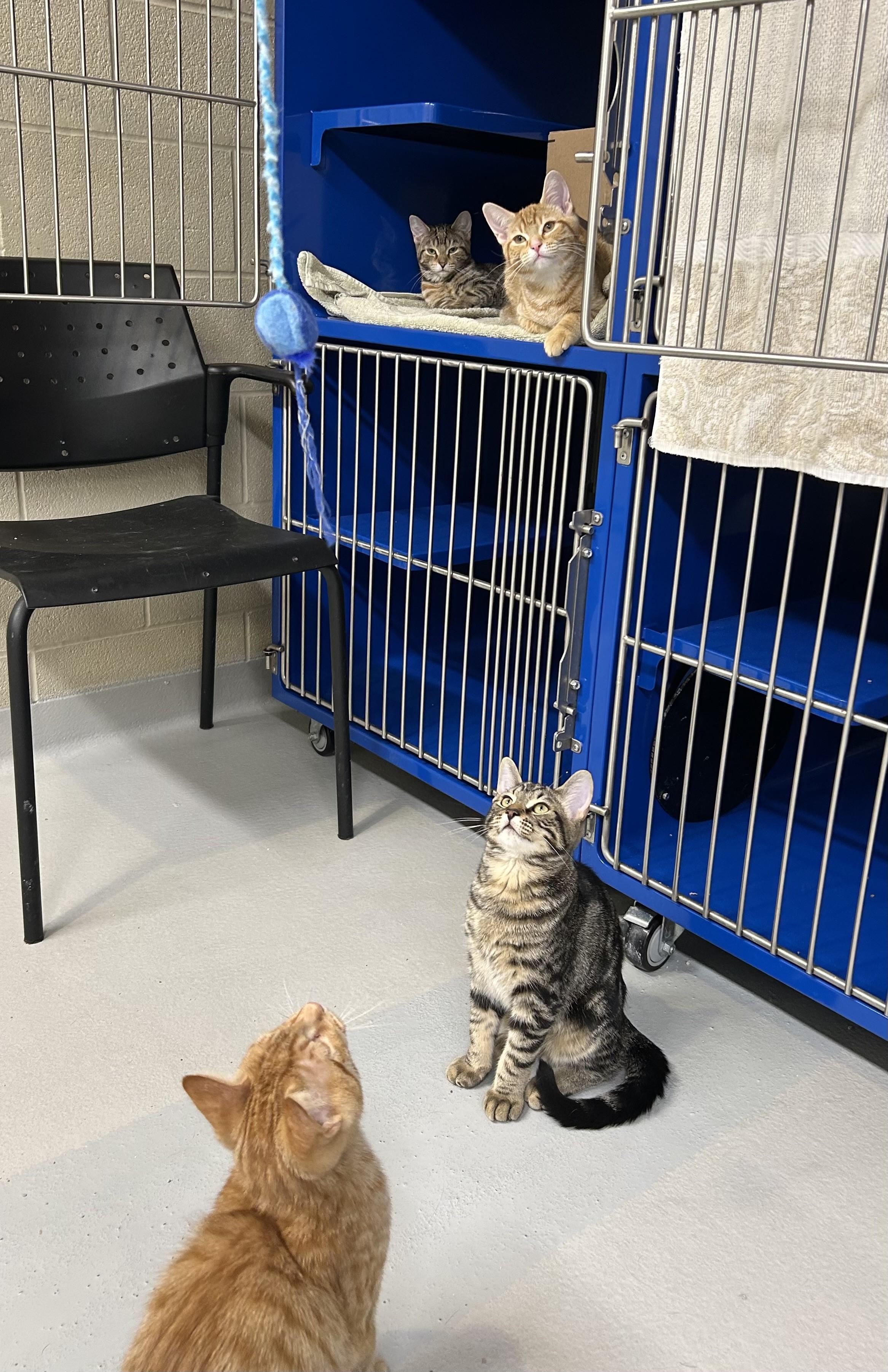 Enlarge Daphne, a Adoptable Domestic Short Hair in Caledon, ON image 3/4