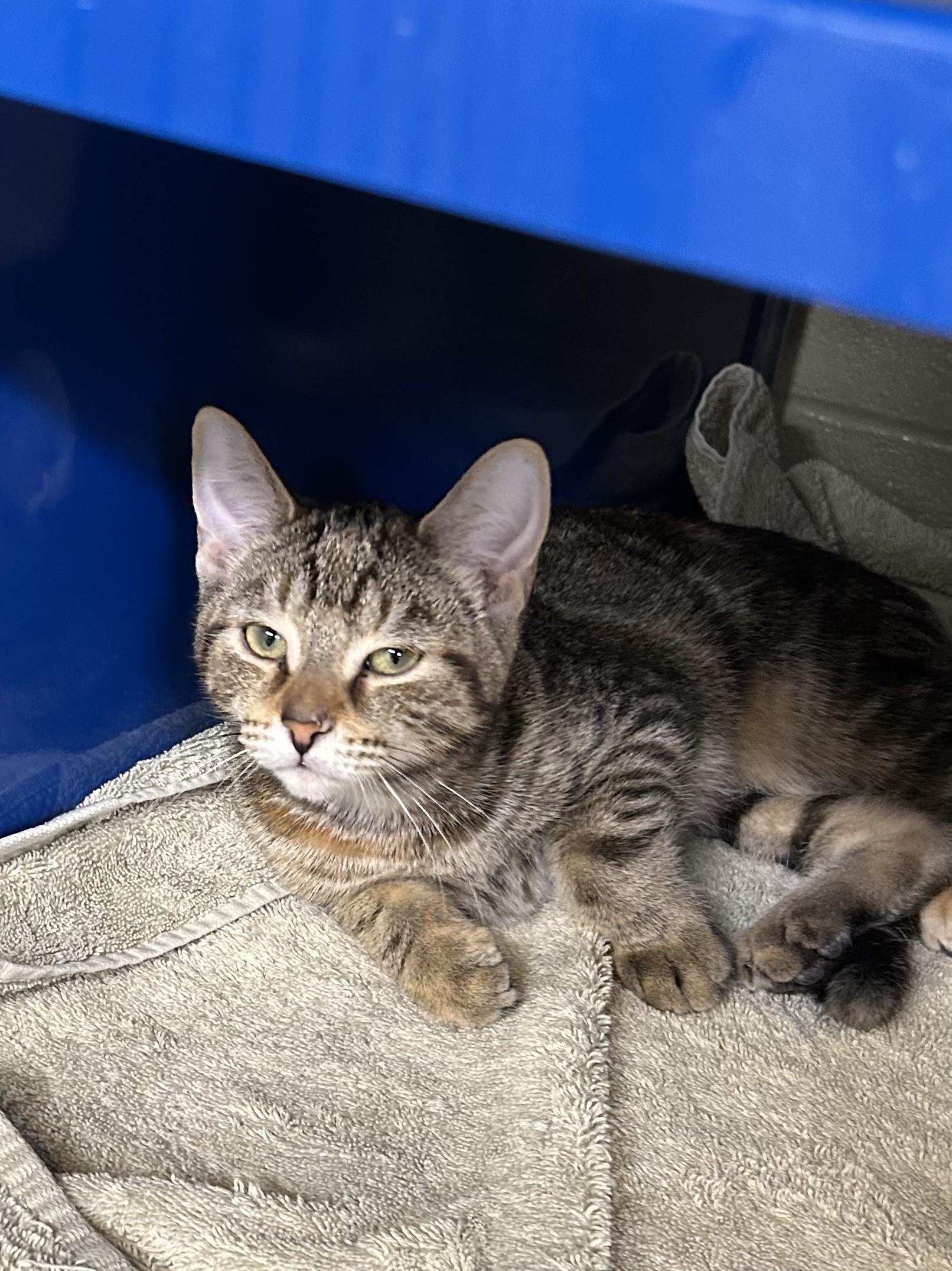 Daphne, Adoptable, Kitten Female Domestic Short Hair.