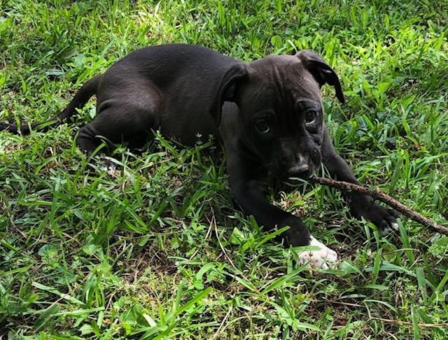 Winston A048696, a Adoptable Mixed Breed in Sharpsburg, GA image 1/6