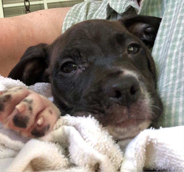 Winston  A048696, Adoptable, Young Male Mixed Breed.