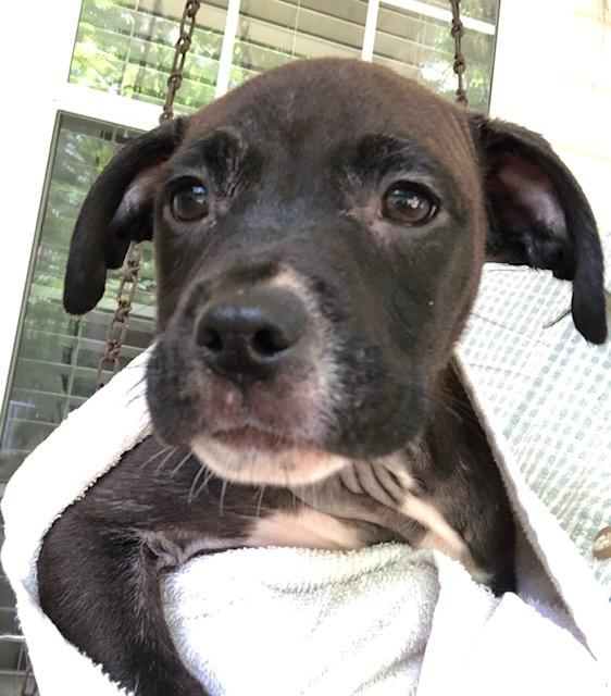 Winston A048696, a Adoptable Mixed Breed in Sharpsburg, GA image 2/6