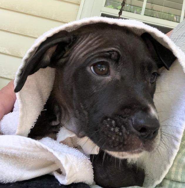 Winston A048696, a Adoptable Mixed Breed in Sharpsburg, GA image 3/6