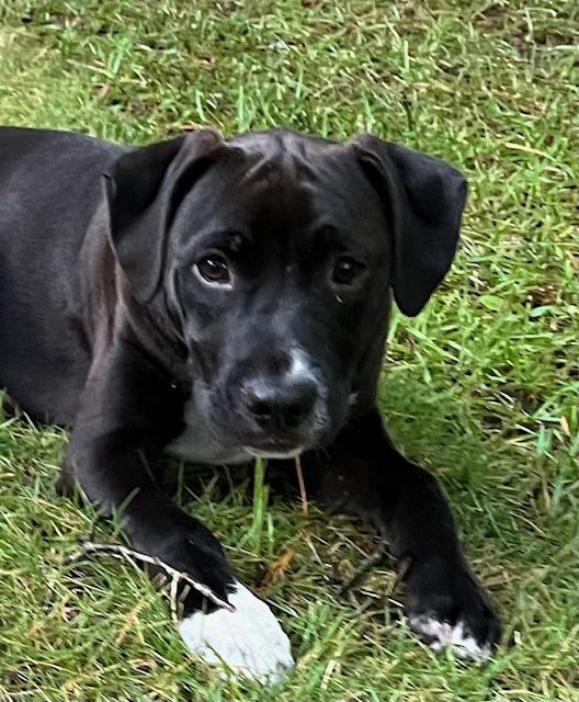 Winston A048696, a Adoptable Mixed Breed in Sharpsburg, GA image 5/6