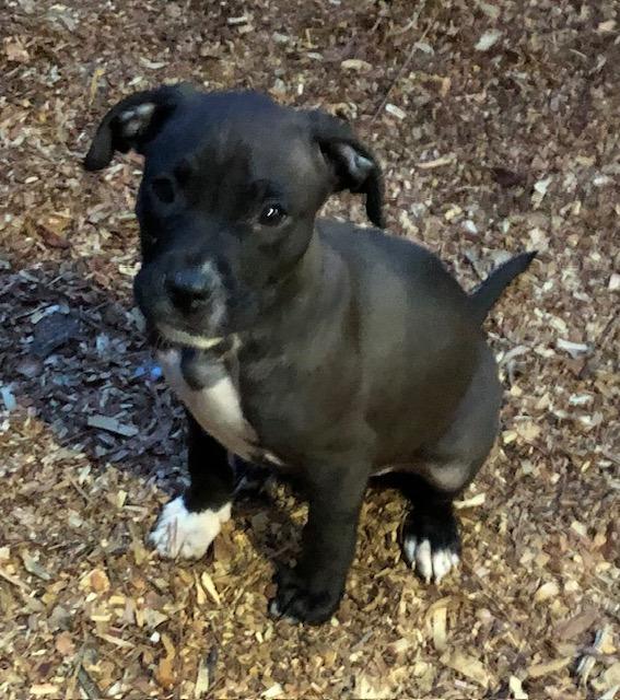 Winston A048696, a Adoptable Mixed Breed in Sharpsburg, GA image 6/6