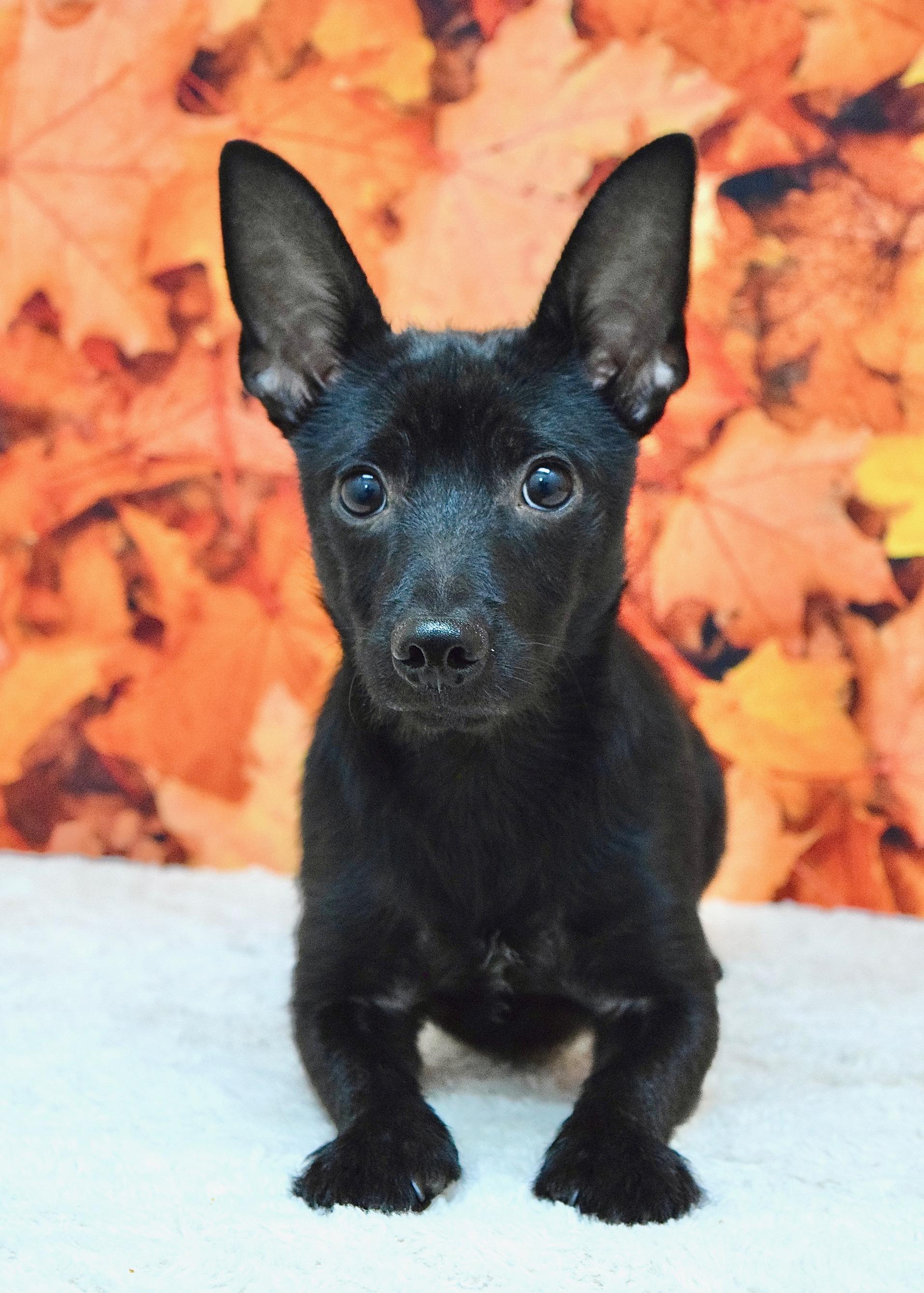 Enlarge Vinnie, a Adoptable Terrier in Dublin, CA image 4/4