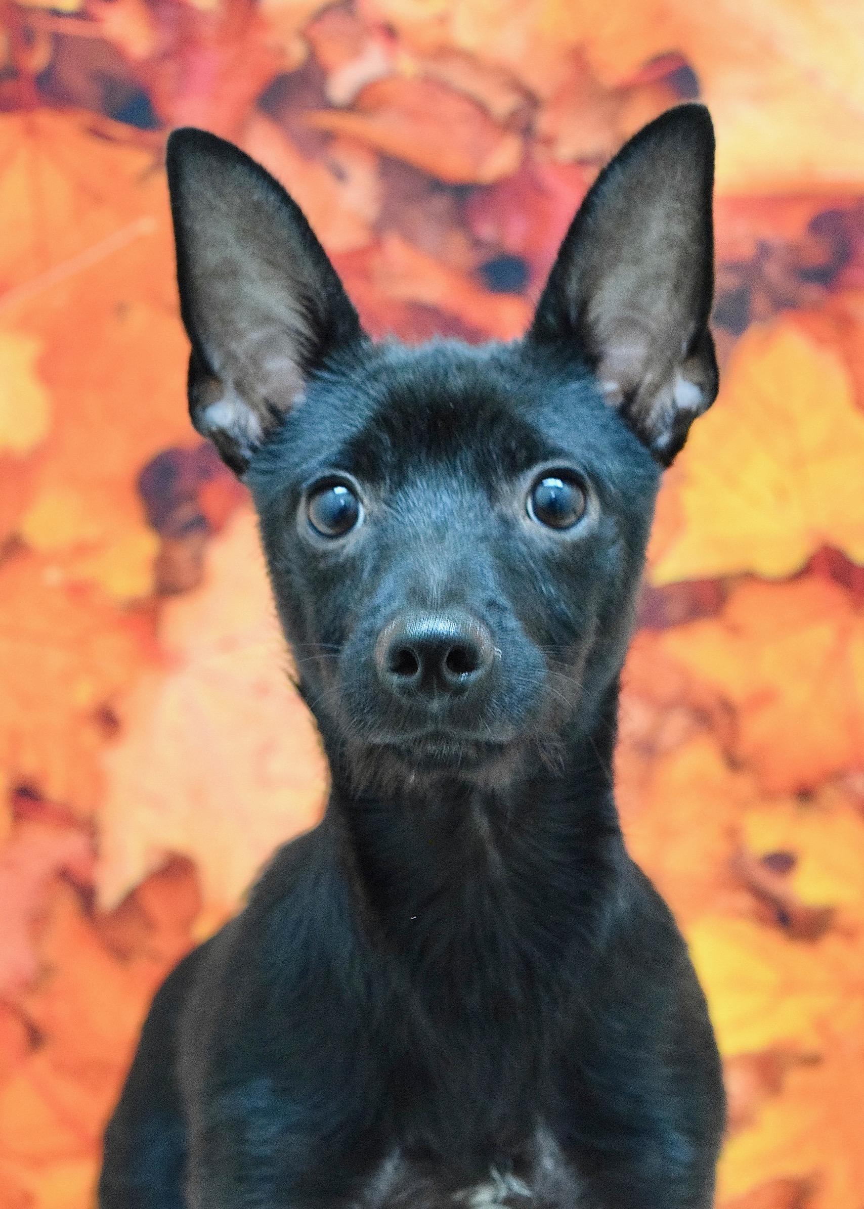Enlarge Vinnie, a Adoptable Terrier in Dublin, CA image 2/4