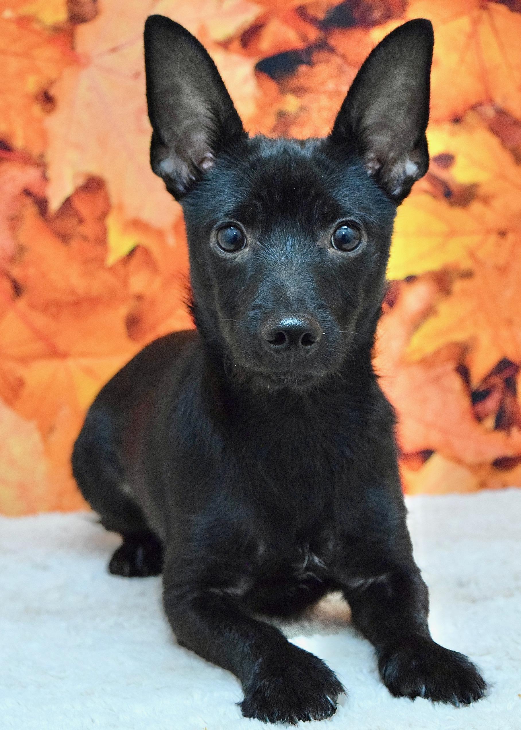 Enlarge Vinnie, a Adoptable Terrier in Dublin, CA image 3/4