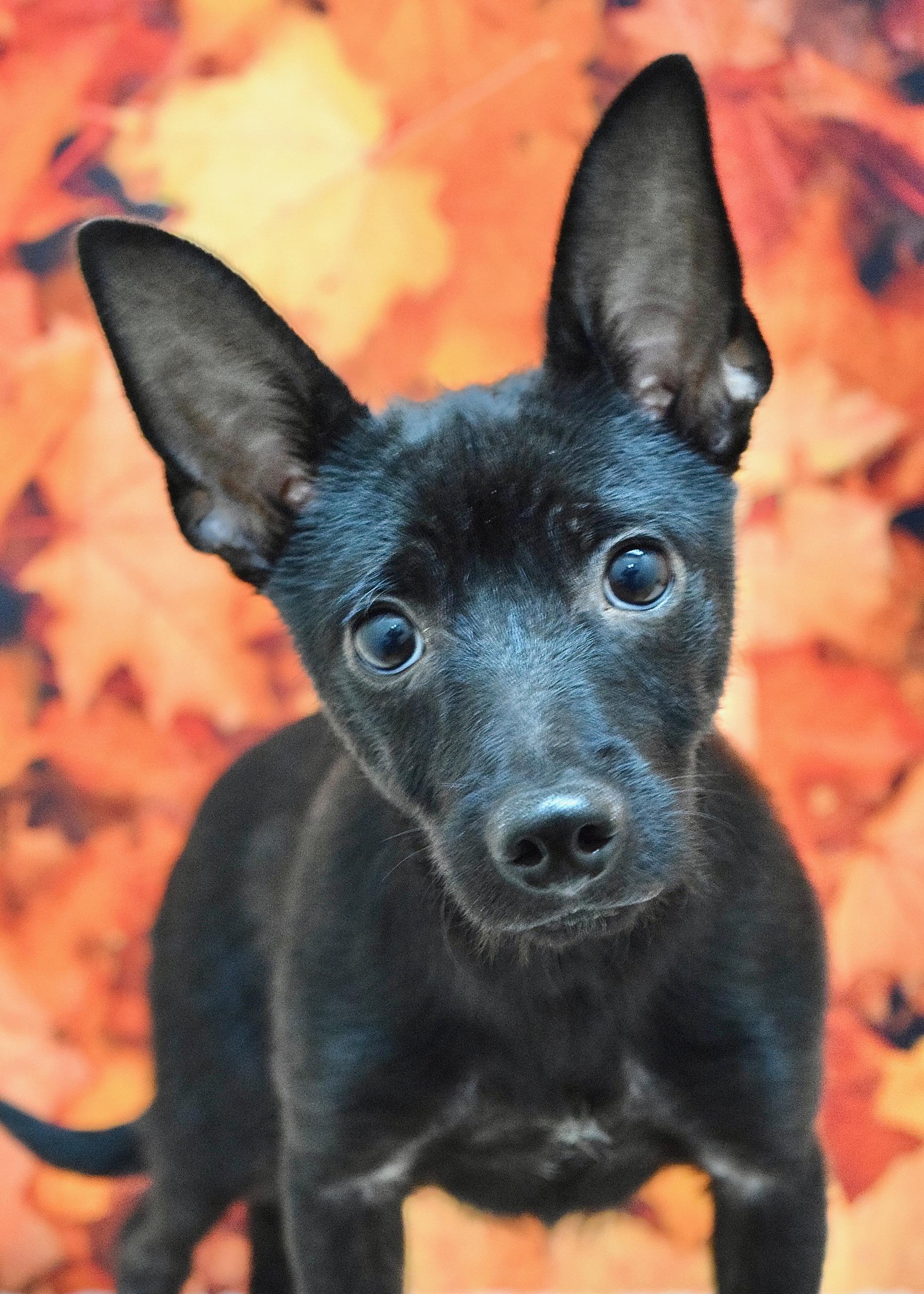 Enlarge Vinnie, a Adoptable Terrier in Dublin, CA image 1/4