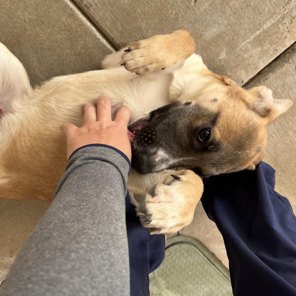 Dexter, Adoptable, Young Male Shepherd & Mixed Breed.