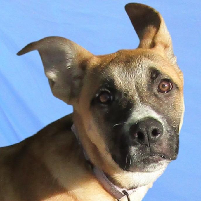 Dexter, a Adoptable mixed breed in Albuquerque, NM image 2/6